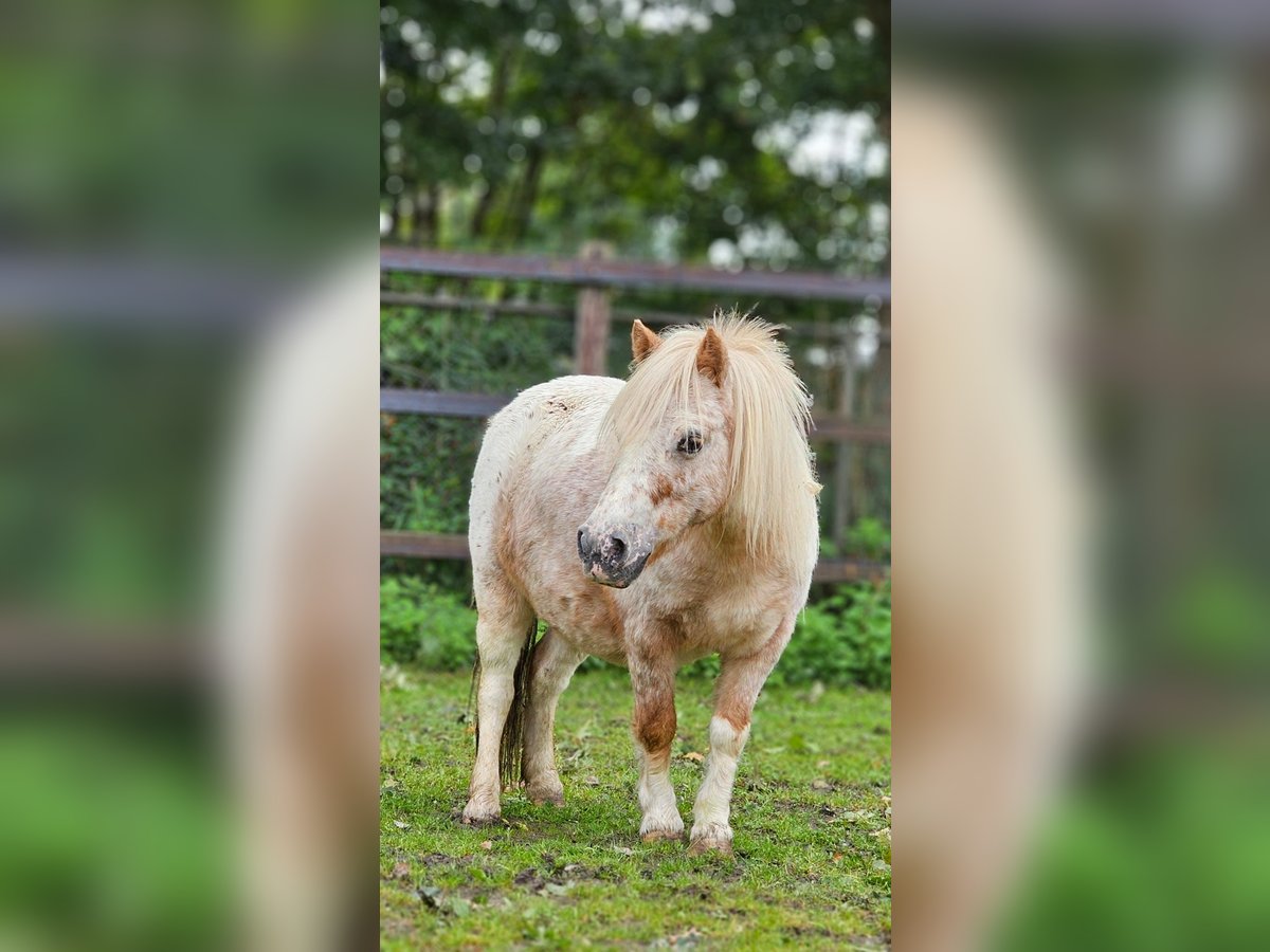 Poneys Shetland Jument 4 Ans 85 cm in Hengelo