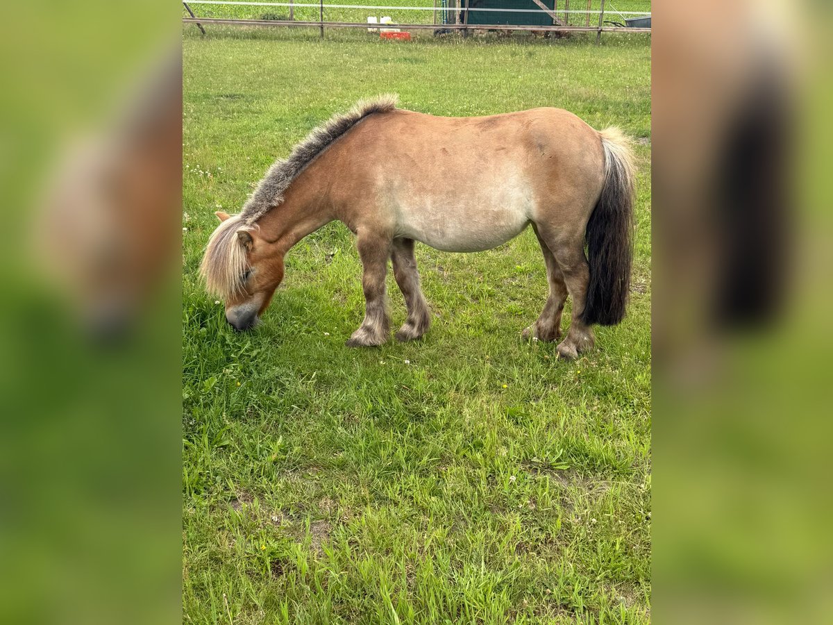 Poneys Shetland Jument 4 Ans 91 cm Alezan in Winsen (Luhe)