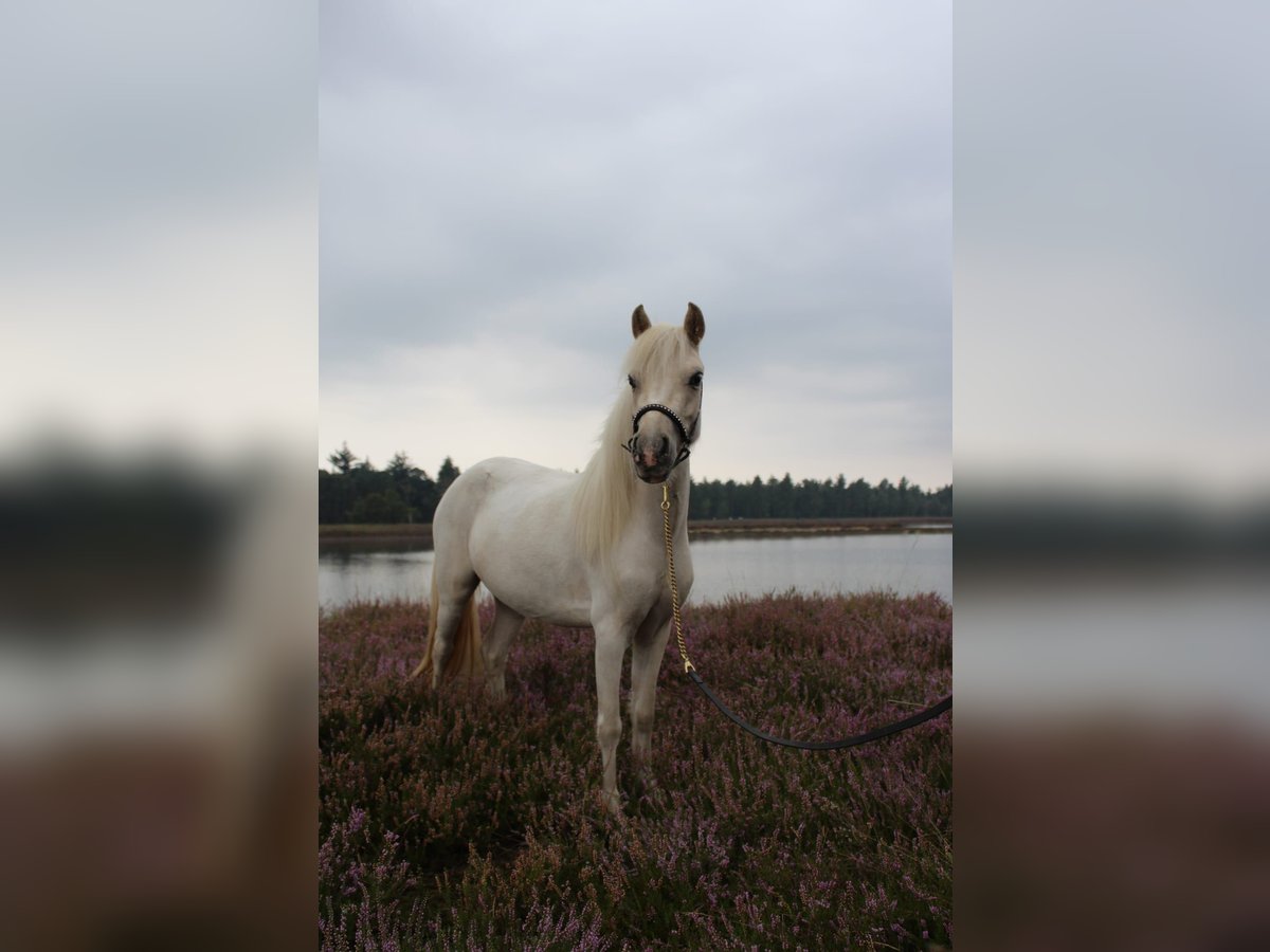 Poneys Shetland Croisé Jument 4 Ans 99 cm Palomino in Ommel