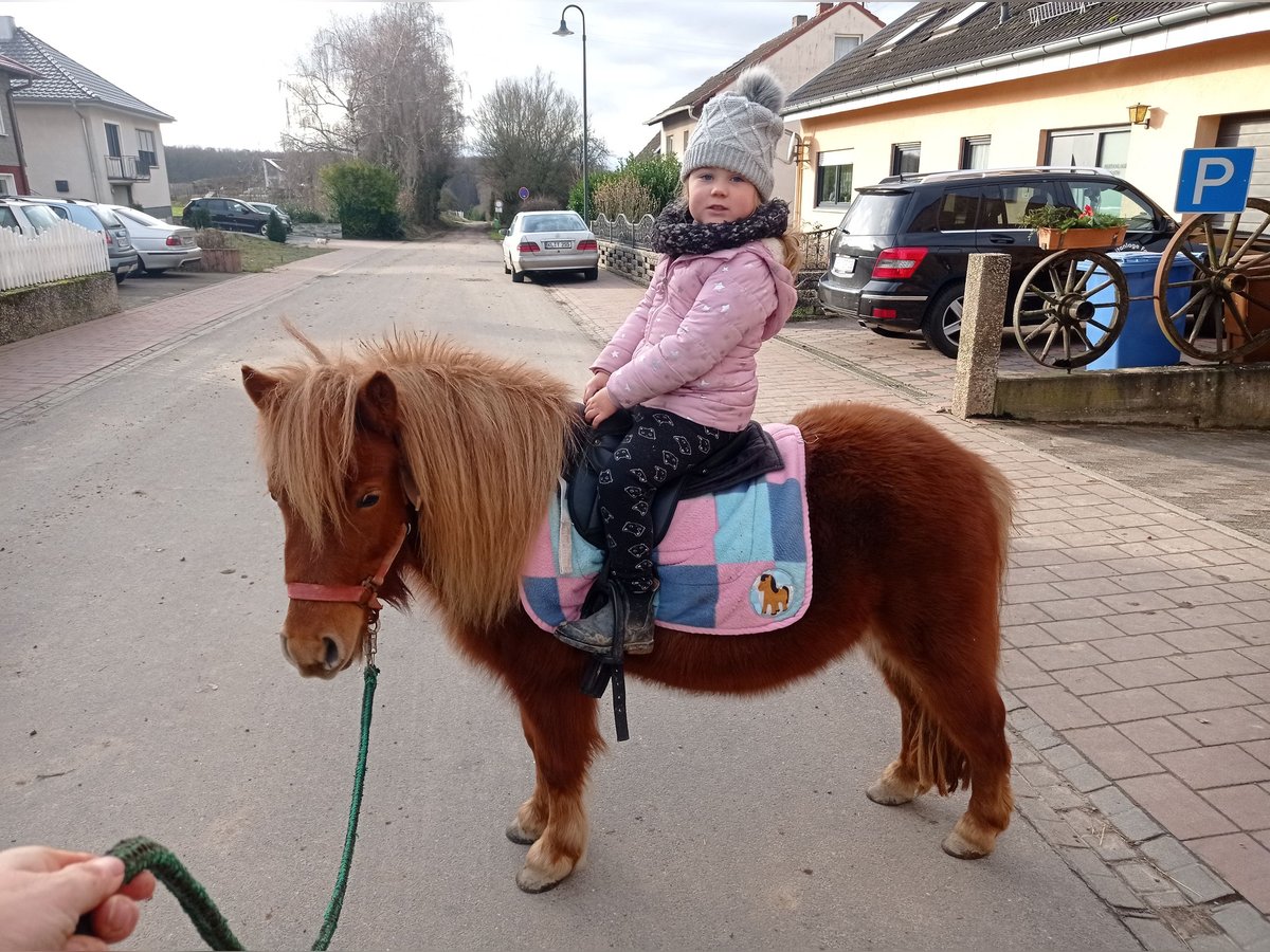 Poneys Shetland Jument 5 Ans 105 cm Alezan in Höheischweiler