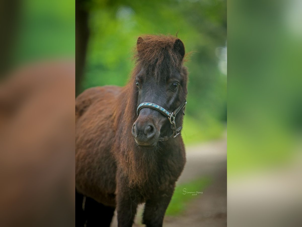 Poneys Shetland Jument 5 Ans 85 cm Bai brun in Schuby