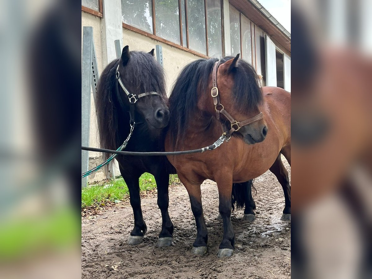 Poneys Shetland Jument 5 Ans 85 cm Noir in Eggelsberg