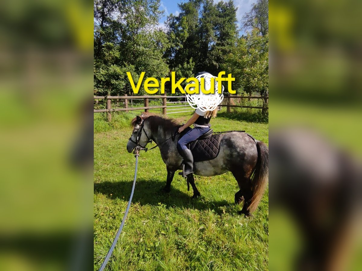 Poneys Shetland Jument 5 Ans 95 cm Gris pommelé in Michelstadt