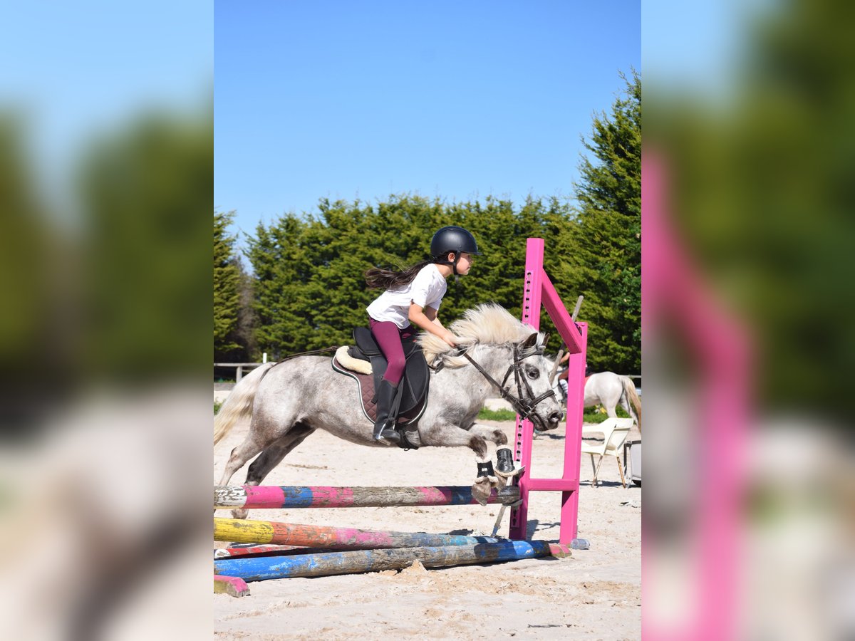 Poneys Shetland Jument 6 Ans 105 cm Gris in Aldea (P&#xAA; San Marti&#xF1;o De Covas)