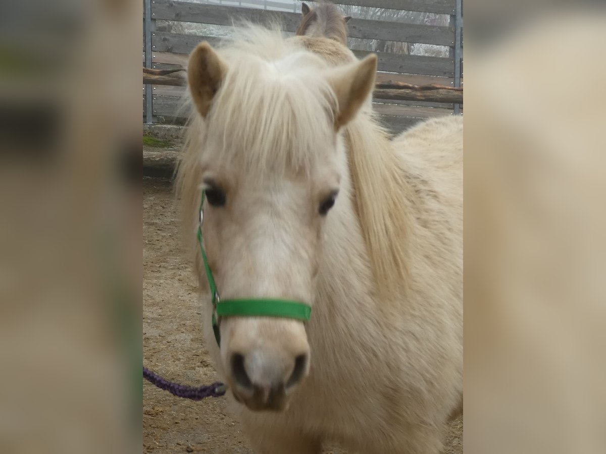 Poneys Shetland Jument 6 Ans 105 cm Palomino in Dingolfing