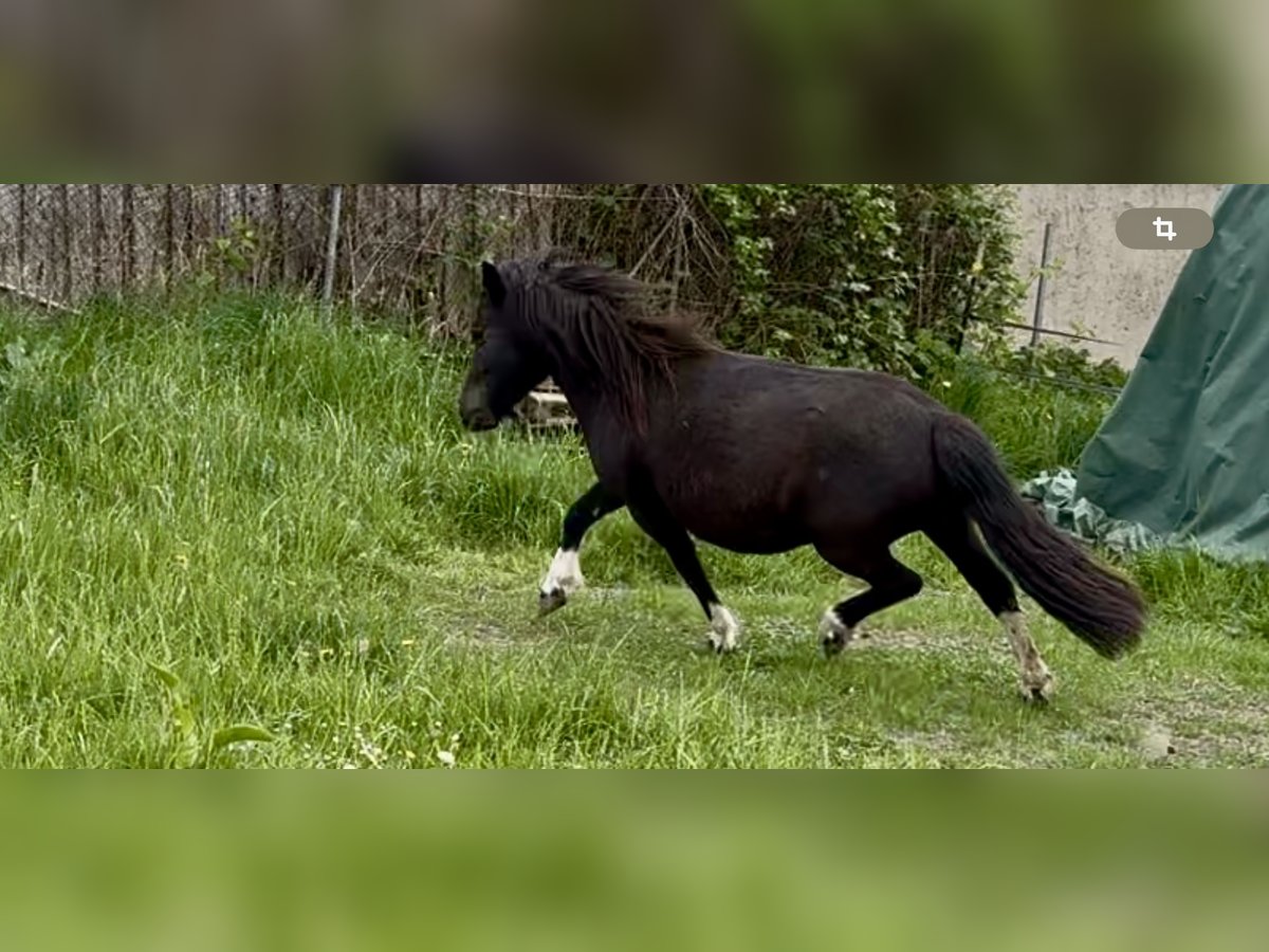 Poneys Shetland Jument 6 Ans 105 cm Pinto in Groß Molzahn