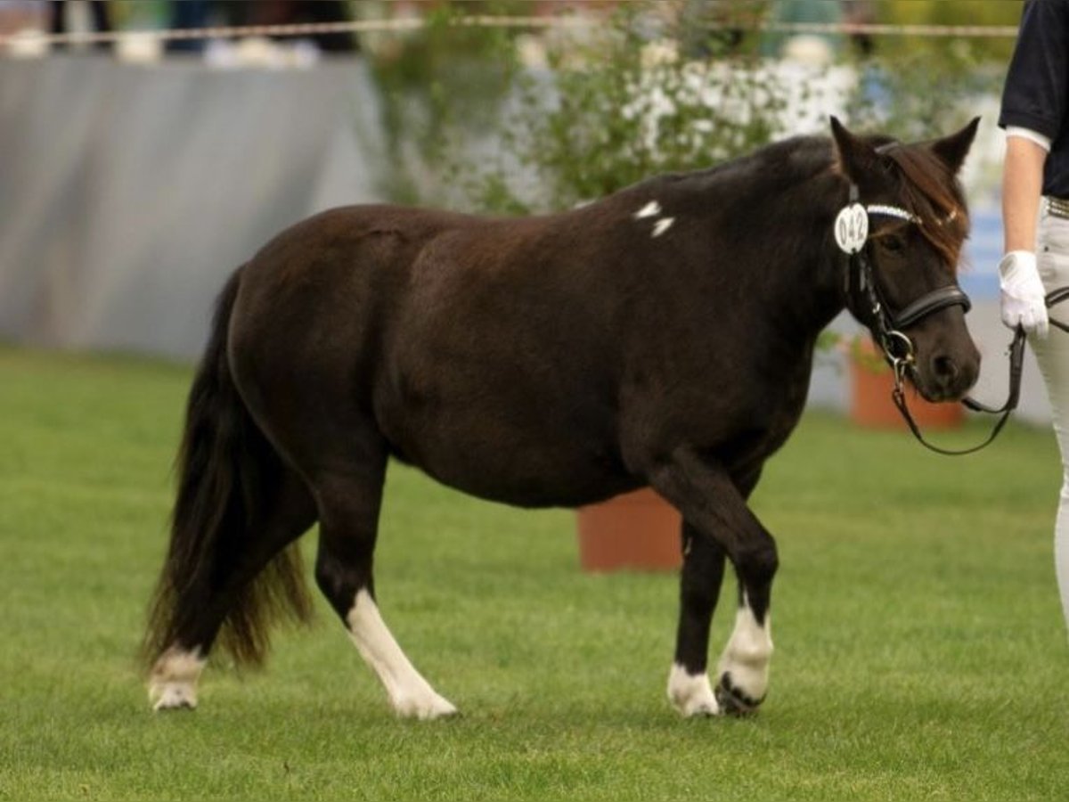 Poneys Shetland Jument 6 Ans 105 cm Tobiano-toutes couleurs in Gro&#xDF; Molzahn
