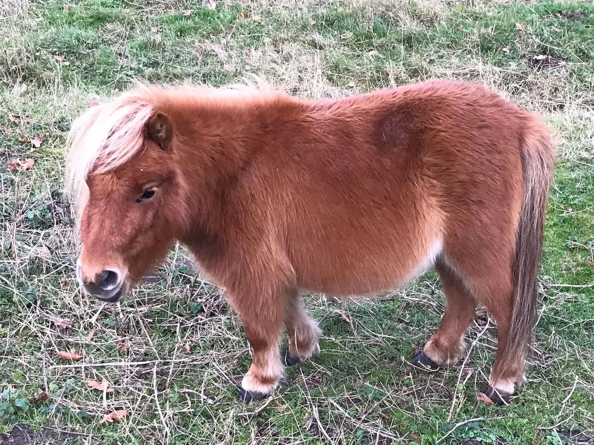 Poneys Shetland Jument 6 Ans 80 cm Alezan in Süderlügum