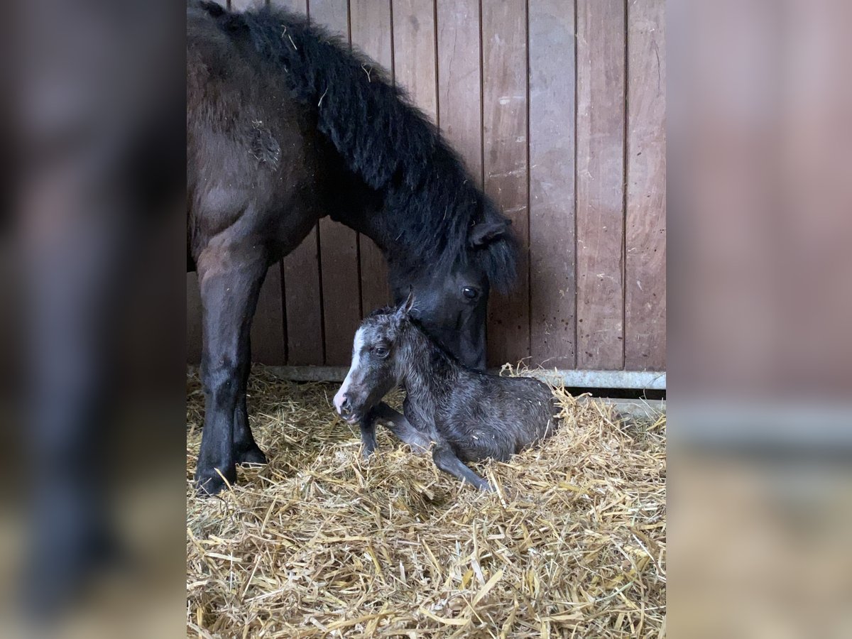 Poneys Shetland Jument 7 Ans 105 cm Noir in Kißlegg