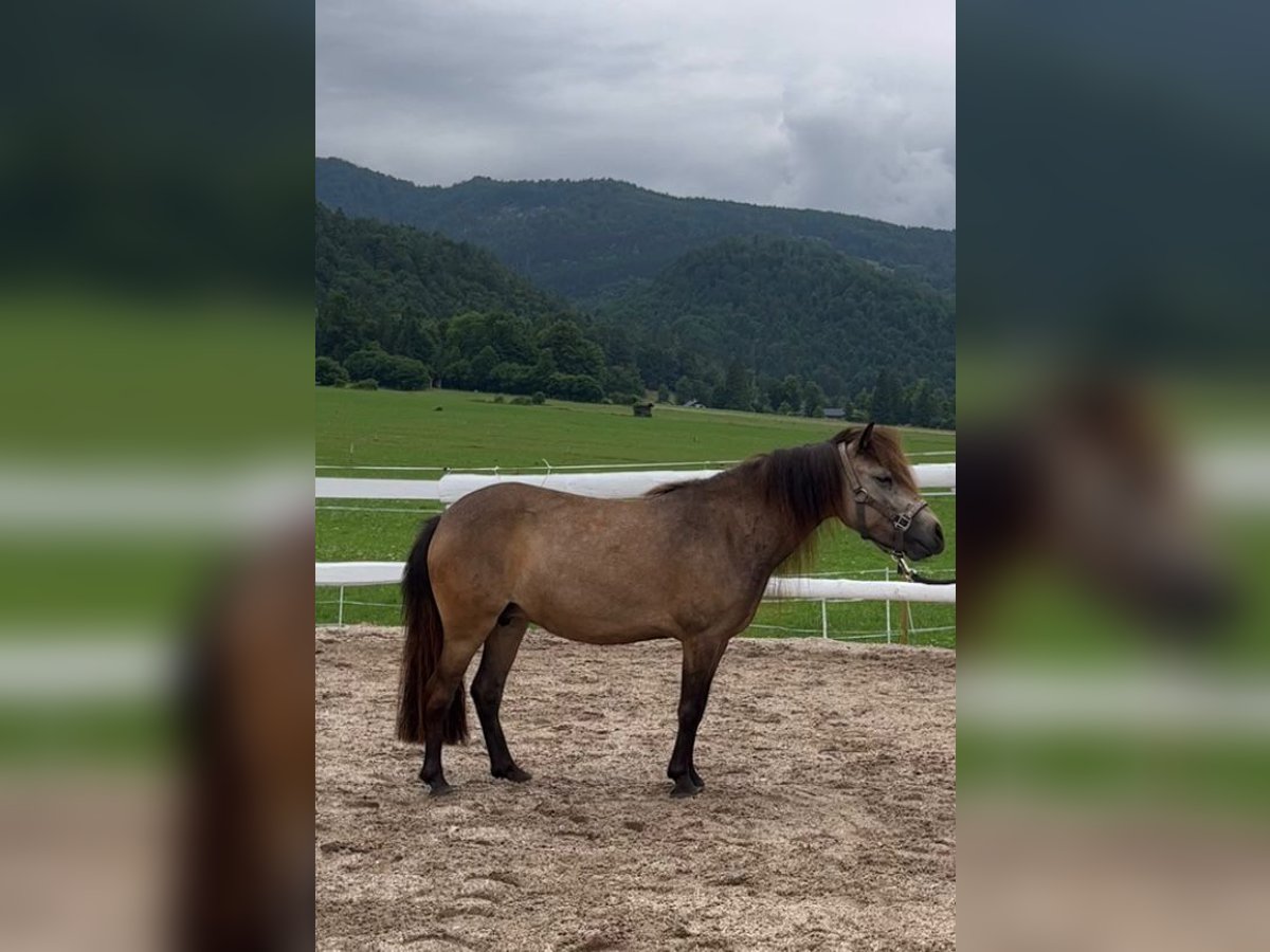 Poneys Shetland Jument 7 Ans 108 cm in Machtrenk