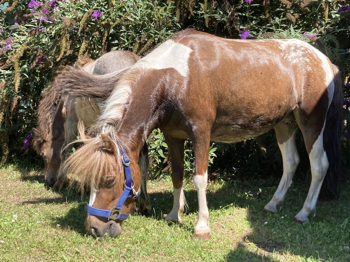 Poneys Shetland Jument 7 Ans 85 cm Léopard in Bergheim