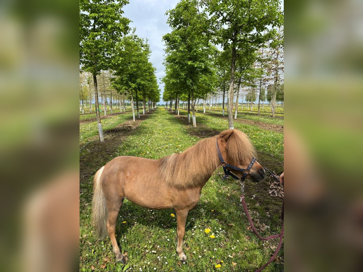 Poneys Shetland Jument 7 Ans 90 cm Alezan in Nettetal