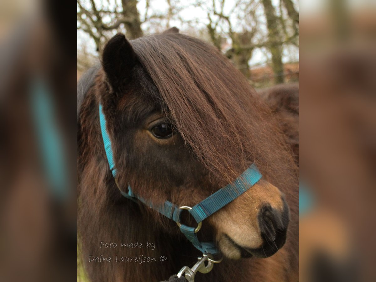 Poneys Shetland Jument 7 Ans Bai in Boxtel