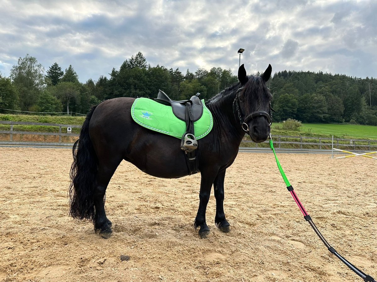 Poneys Shetland Jument 8 Ans 105 cm Noir in Michelstadt