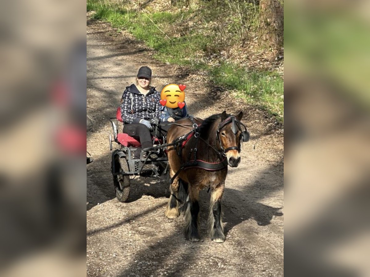 Poneys Shetland Croisé Jument 8 Ans 120 cm Bai in Großenaspe Poneys Shetland Croisé Jument 8 Ans 120 cm Bai in Großenaspe