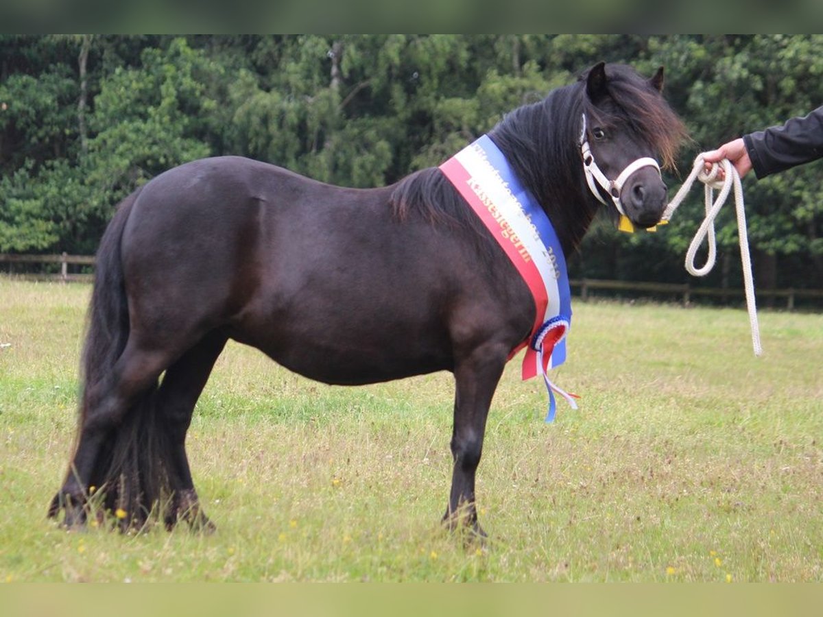 Poneys Shetland Jument 9 Ans 104 cm Noir in Neumünster