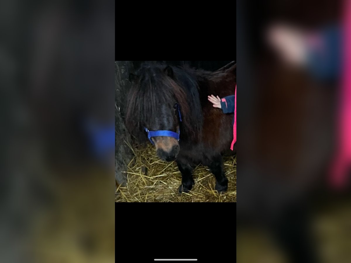 Poneys Shetland Jument 9 Ans 80 cm Bai in Norderstedt