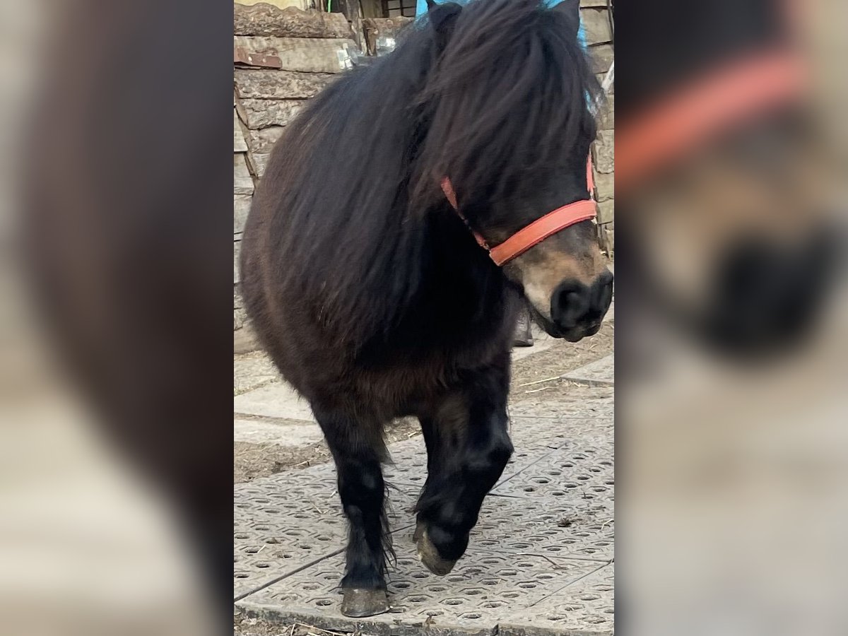 Poneys Shetland Jument 9 Ans 80 cm Bai in Norderstedt