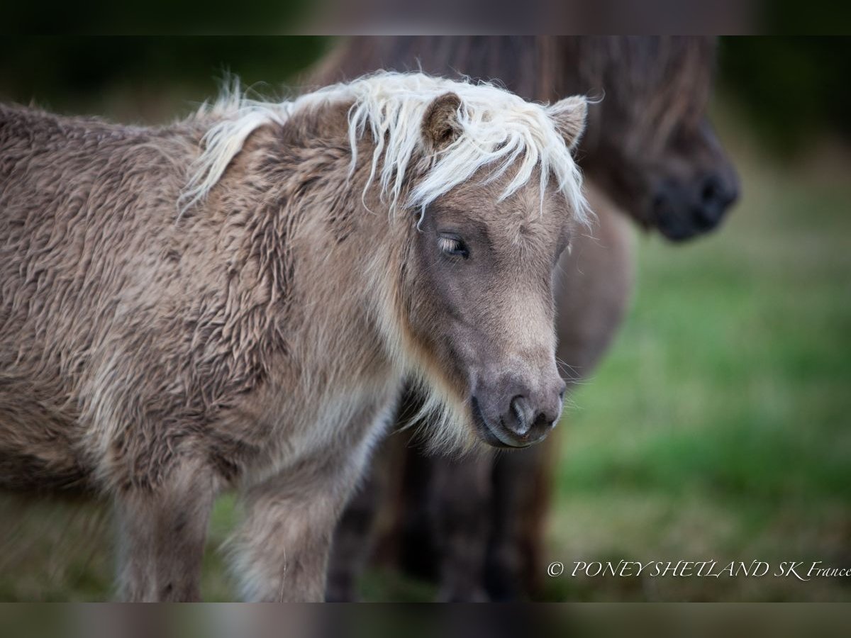 Poneys Shetland Jument Poulain (04/2024) 100 cm Alezan in Courtonne-la-Meurdrac