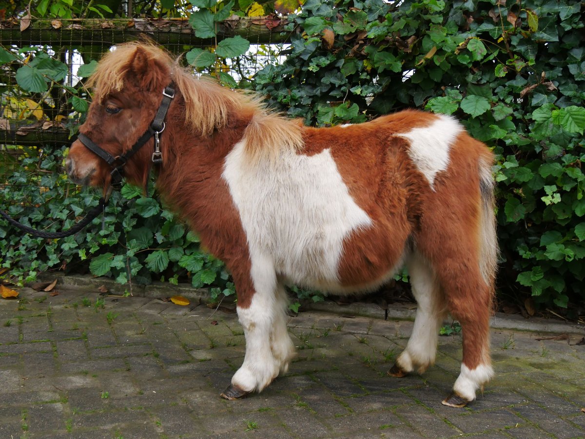 Poneys Shetland Jument Poulain (03/2024) 100 cm in Dorsten