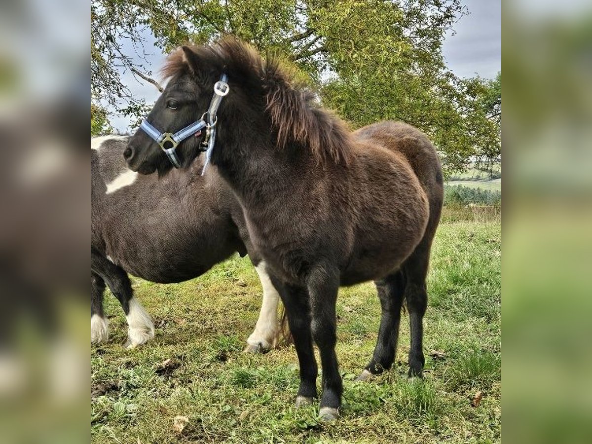 Poneys Shetland Jument Poulain (04/2024) 85 cm Noir in Kahla