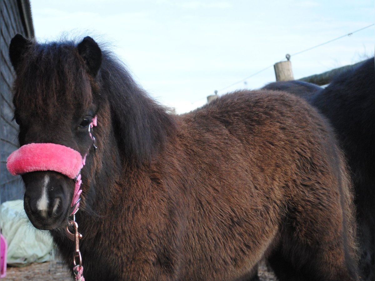 Poneys Shetland Jument  90 cm Noir in Ophemert