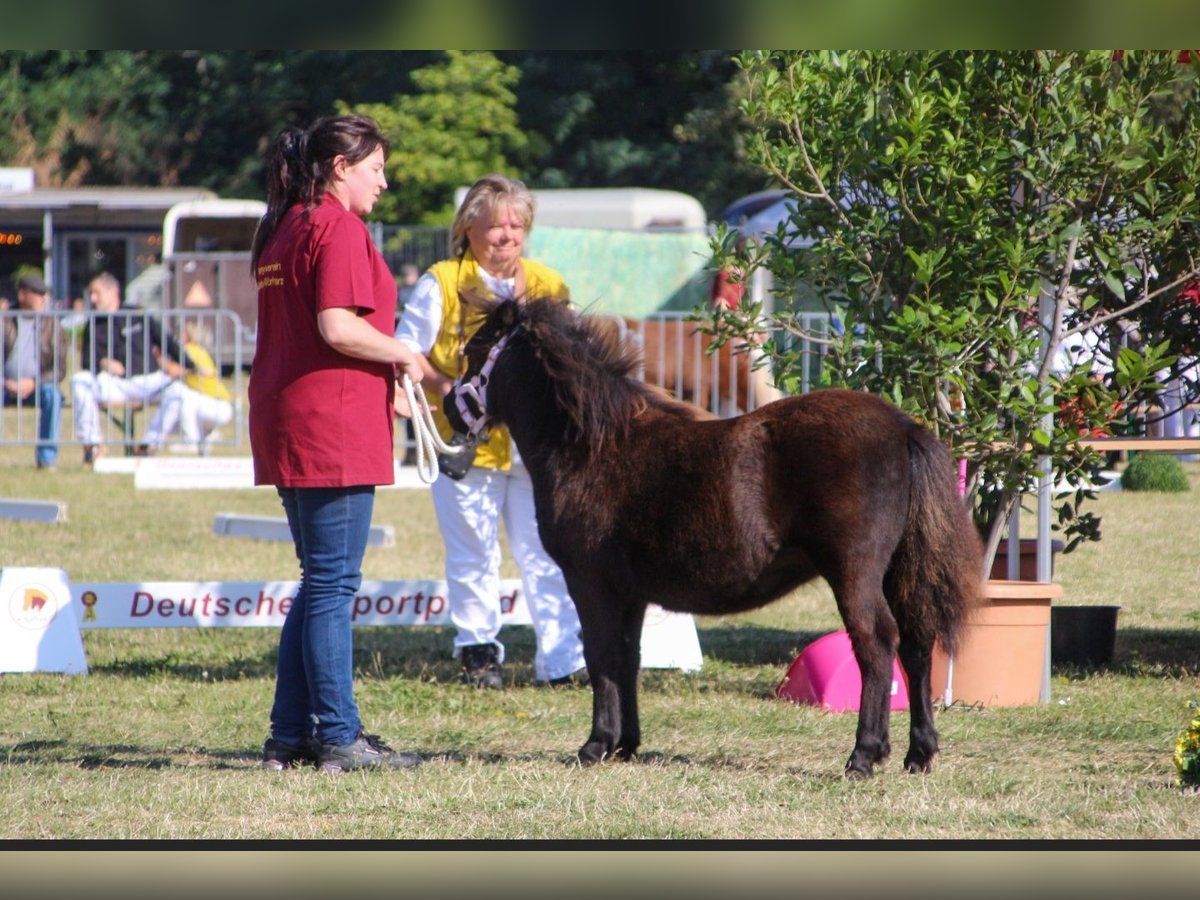 Poneys Shetland Jument Poulain (03/2024) Noir in Bartensleben