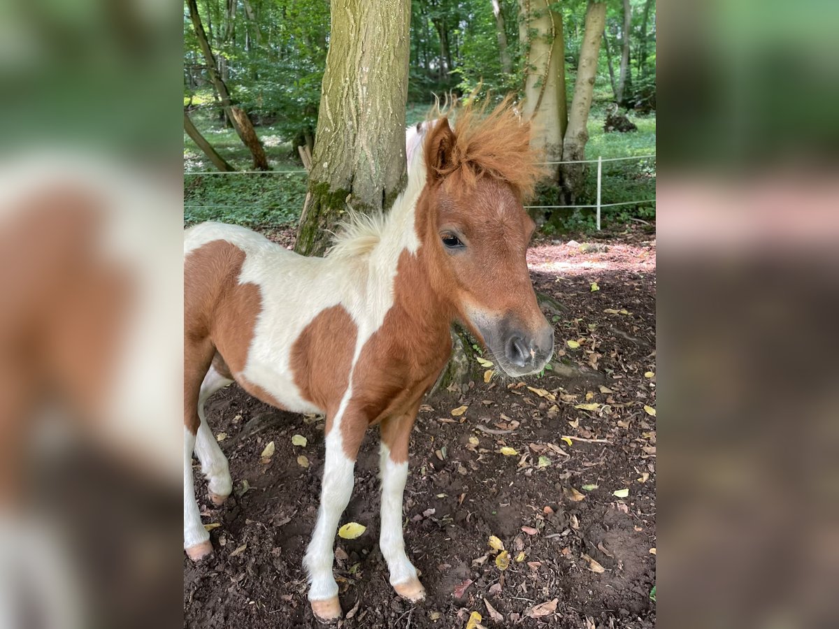 Poneys Shetland Jument Poulain (04/2025) Pinto in Brilon