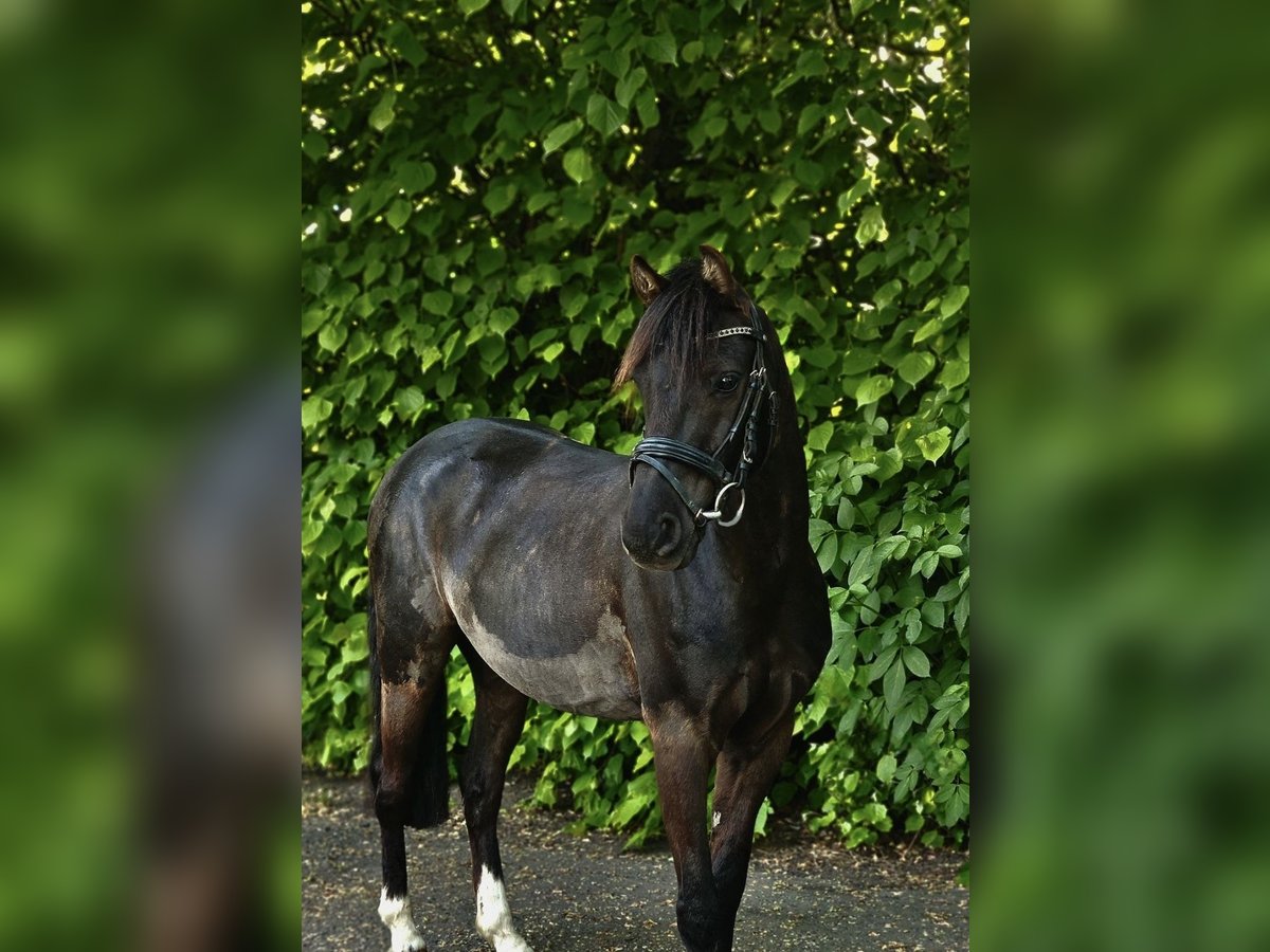 Poni alemán Caballo castrado 10 años 136 cm Negro in Barlt