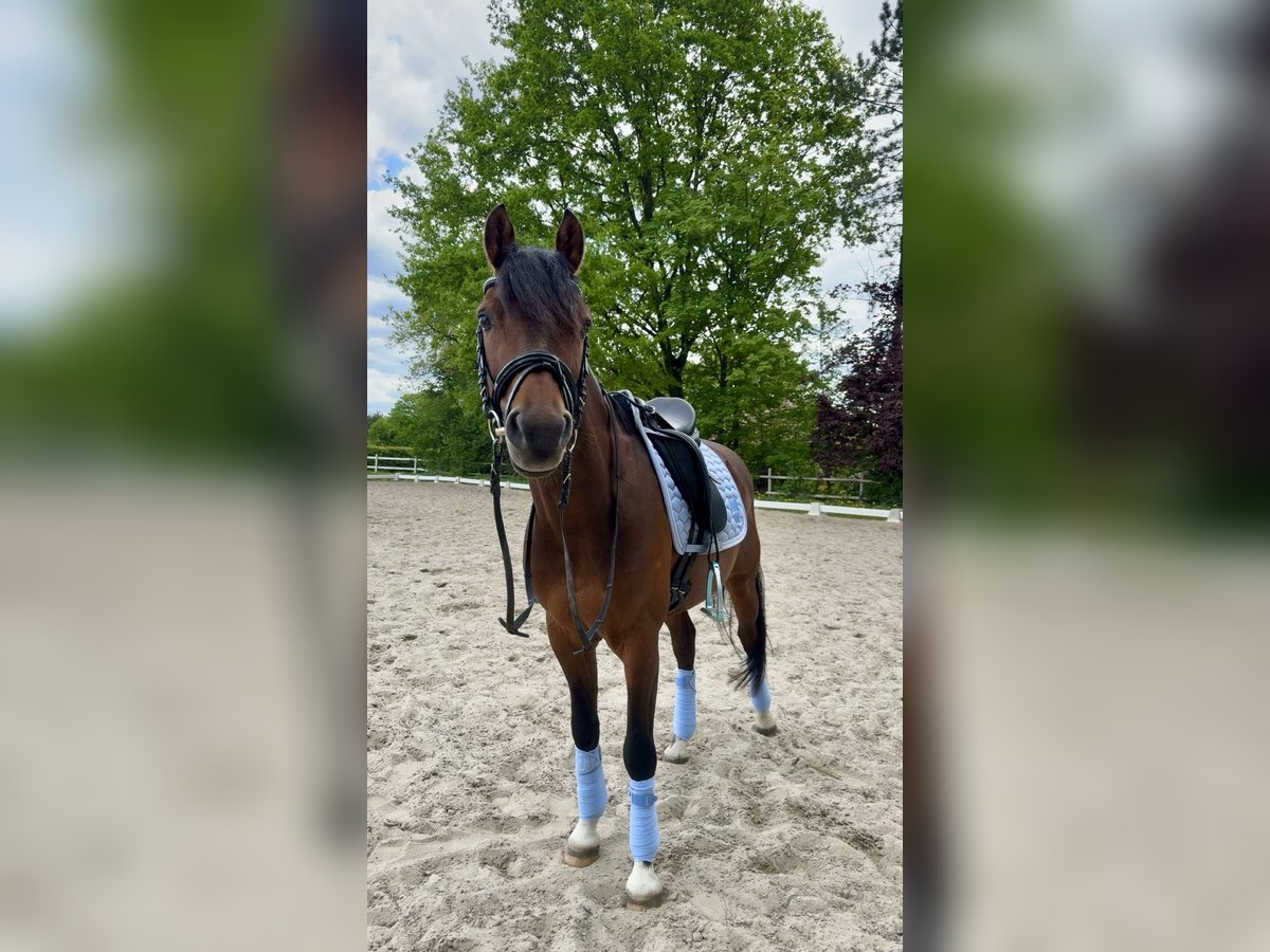 Poni alemán Caballo castrado 10 años 146 cm Castaño in Delmenhorst