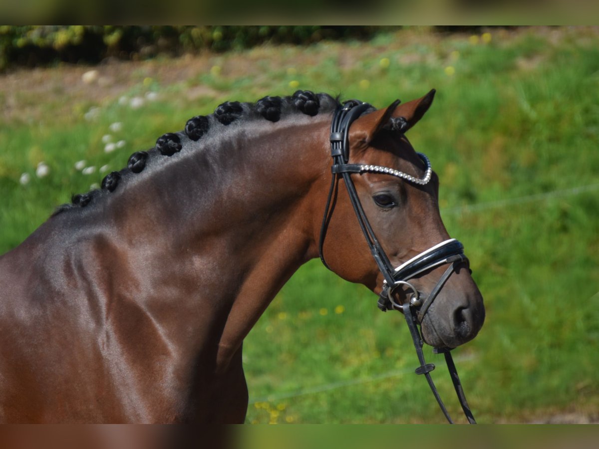 Poni alemán Caballo castrado 10 años 147 cm Castaño oscuro in F&#xFC;rstenau