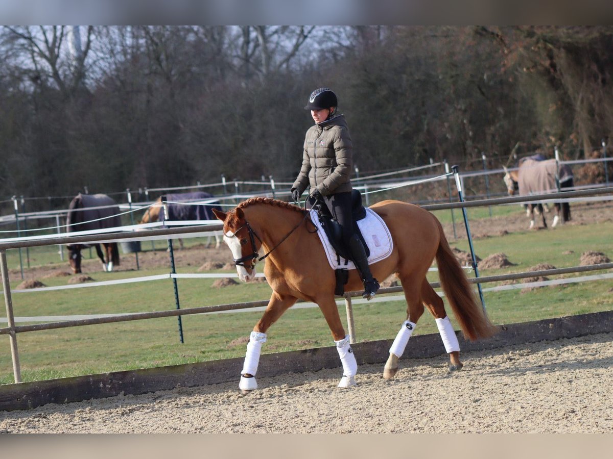 Poni alemán Caballo castrado 10 años 148 cm Alazán in Bremen