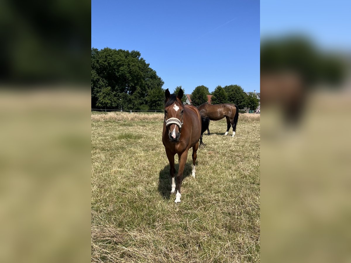 Poni alemán Caballo castrado 10 años 149 cm Castaño in Dorsten