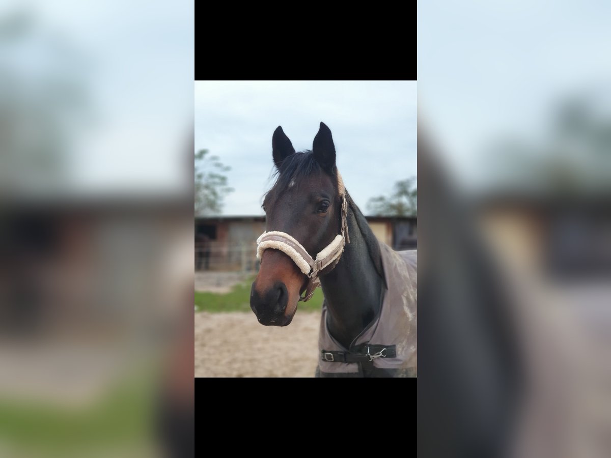 Poni alemán Mestizo Caballo castrado 10 años 156 cm in Jülich