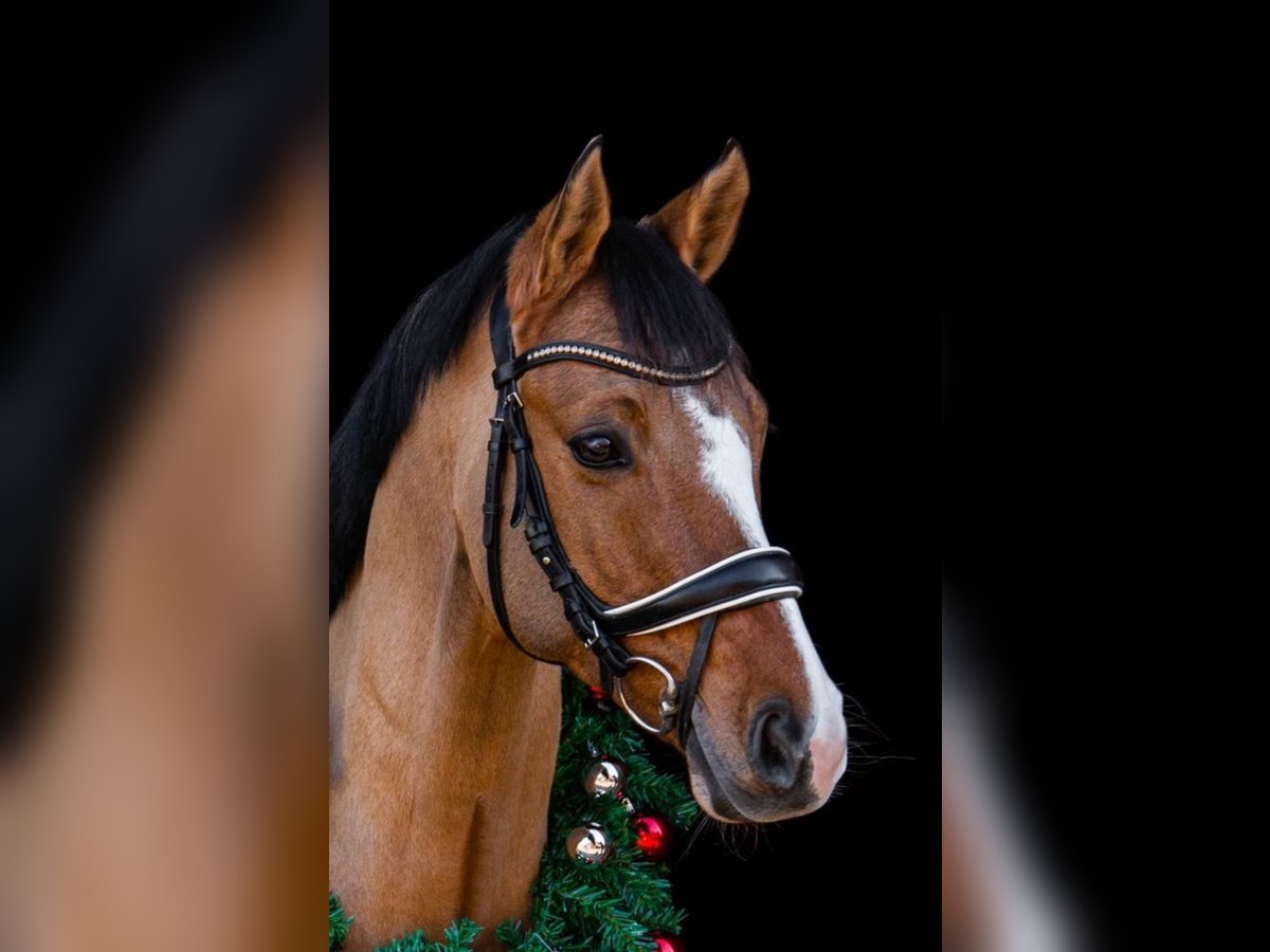 Poni alemán Caballo castrado 10 años in Mahlstedt