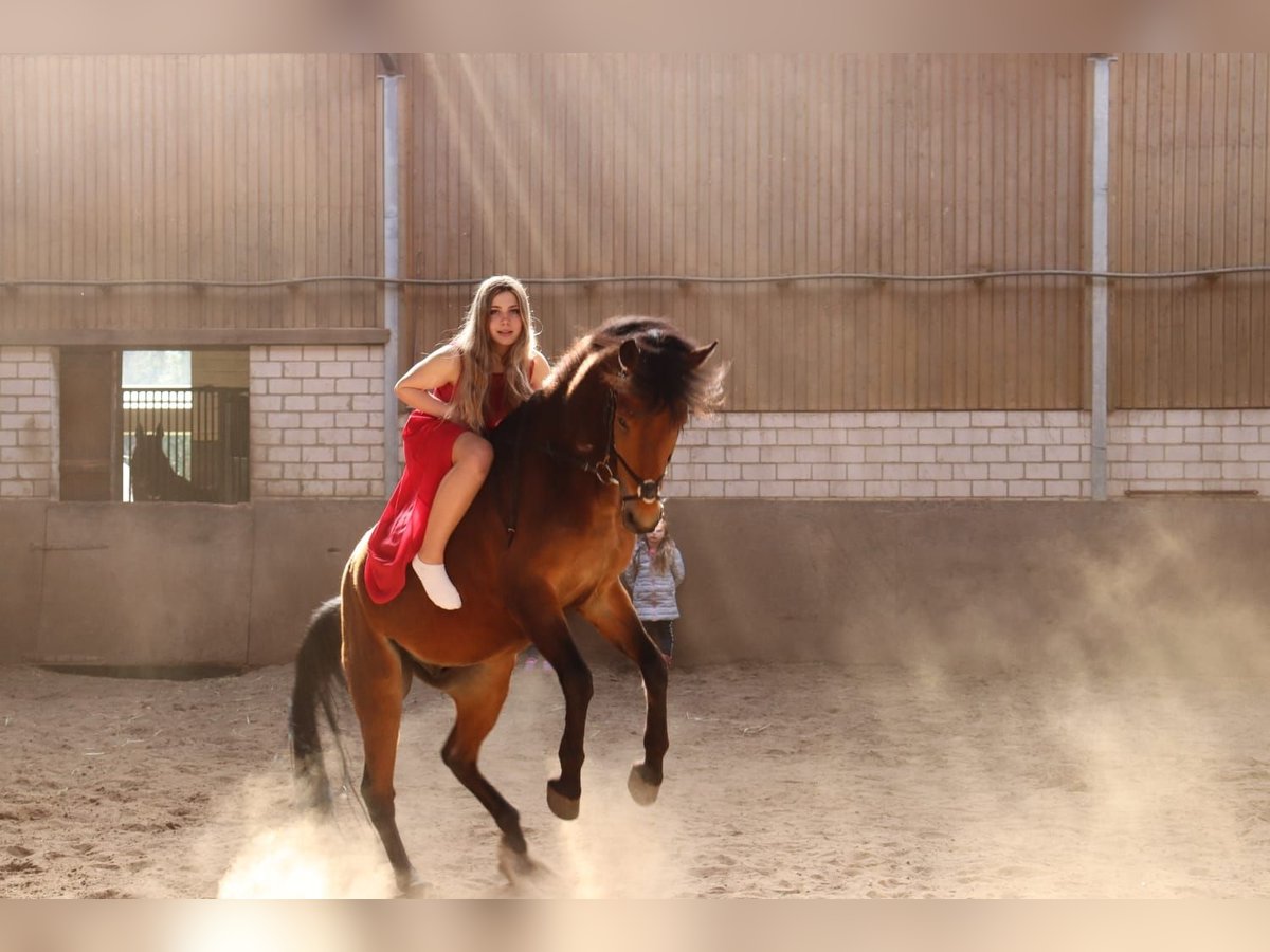 Poni alemán Caballo castrado 10 años Castaño in Barnstorf