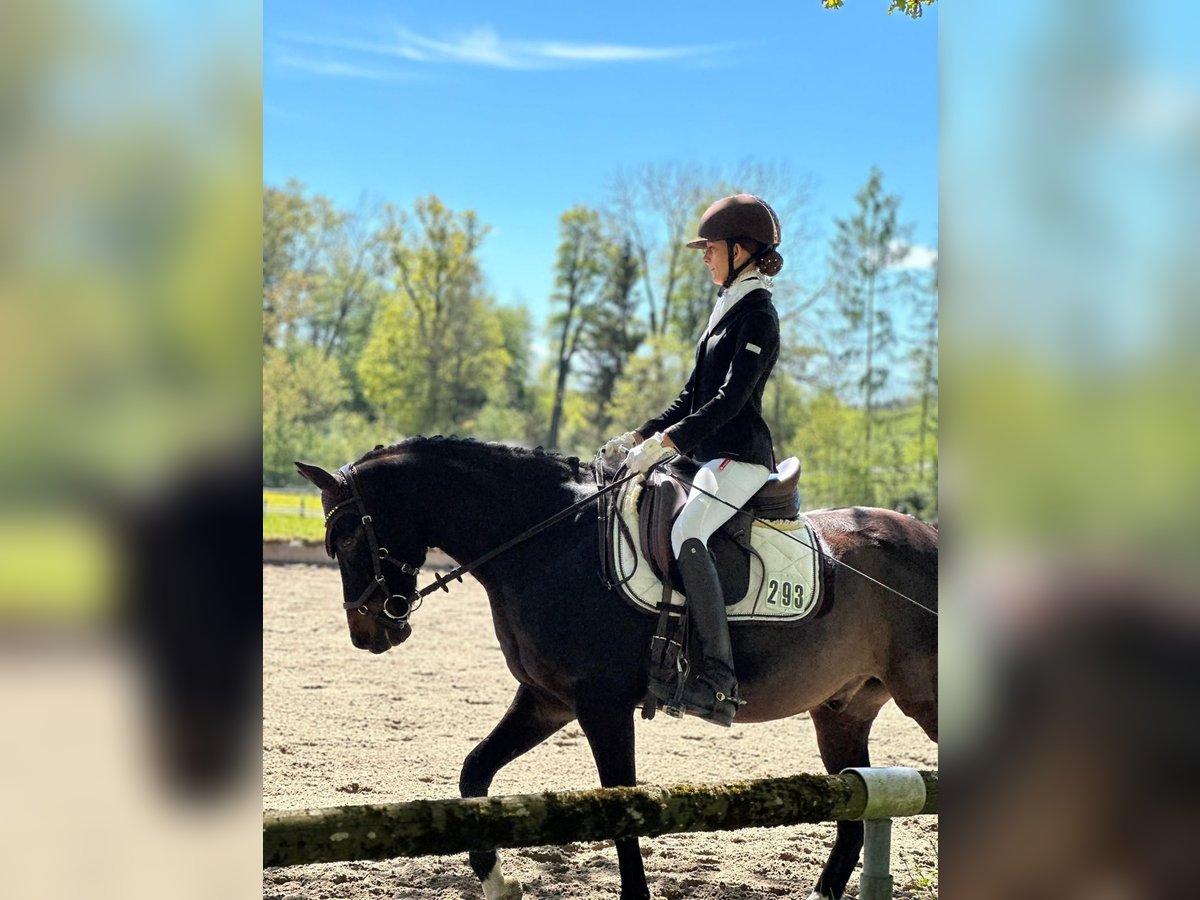 Poni alemán Caballo castrado 11 años 145 cm Morcillo in A&#xDF;ling