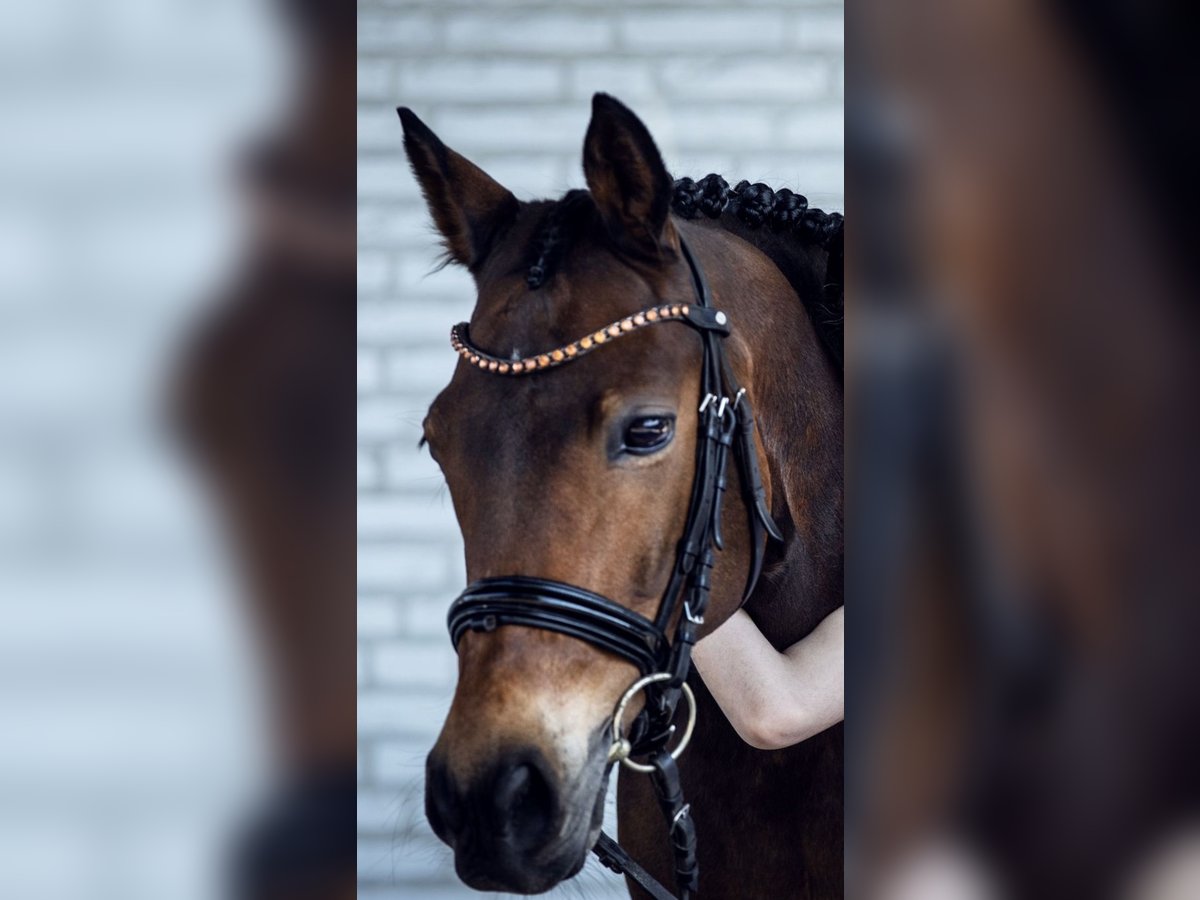 Poni alemán Caballo castrado 11 años 147 cm Castaño in Norderstedt