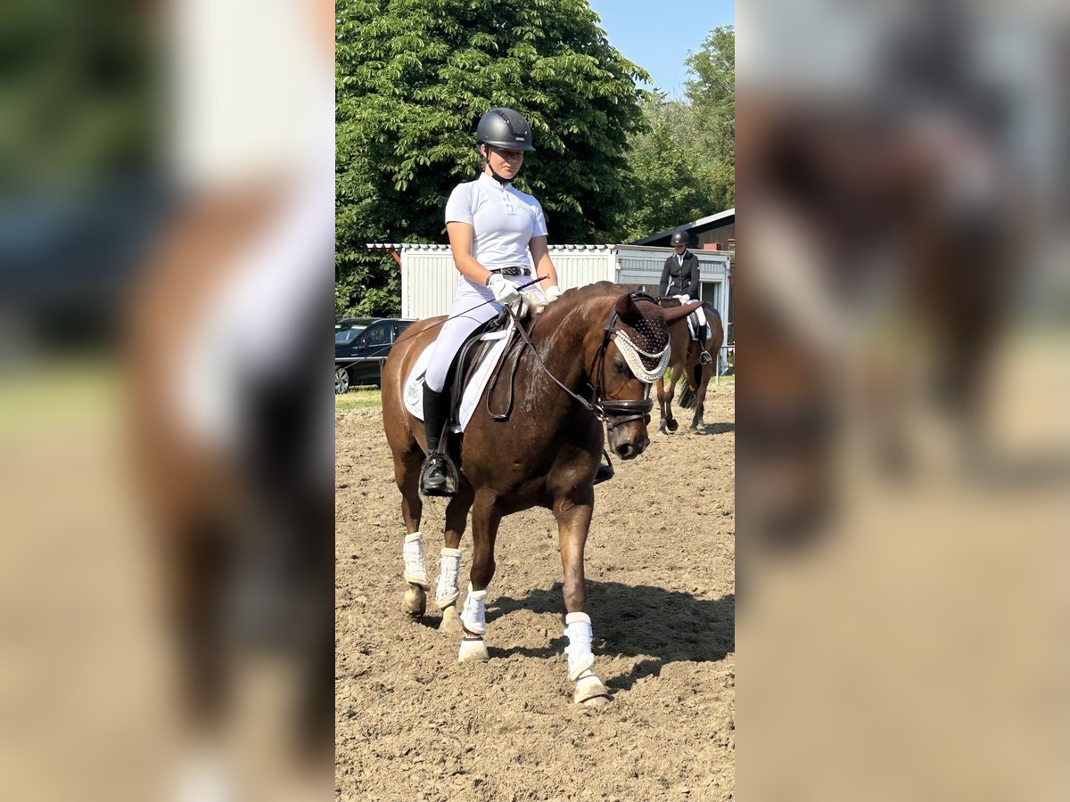 Poni alemán Caballo castrado 11 años 148 cm Alazán in Hamburg