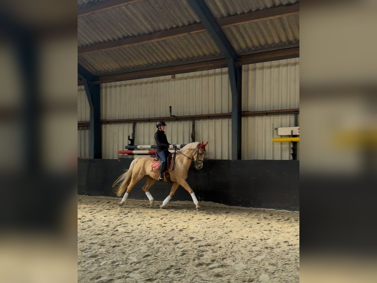 Poni alemán Caballo castrado 11 años 148 cm Palomino in Geesteren
