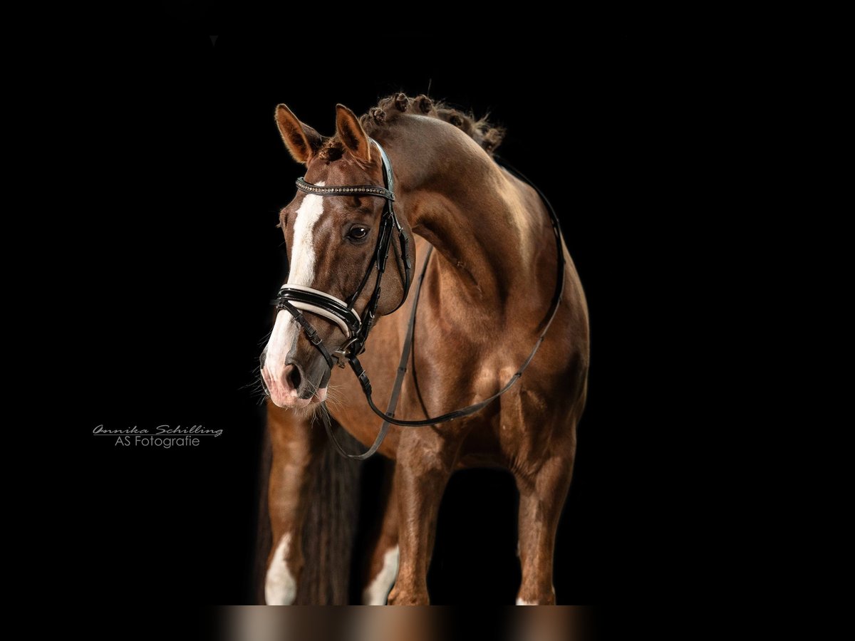 Poni alemán Caballo castrado 11 años 154 cm Alazán-tostado in Herrenberg