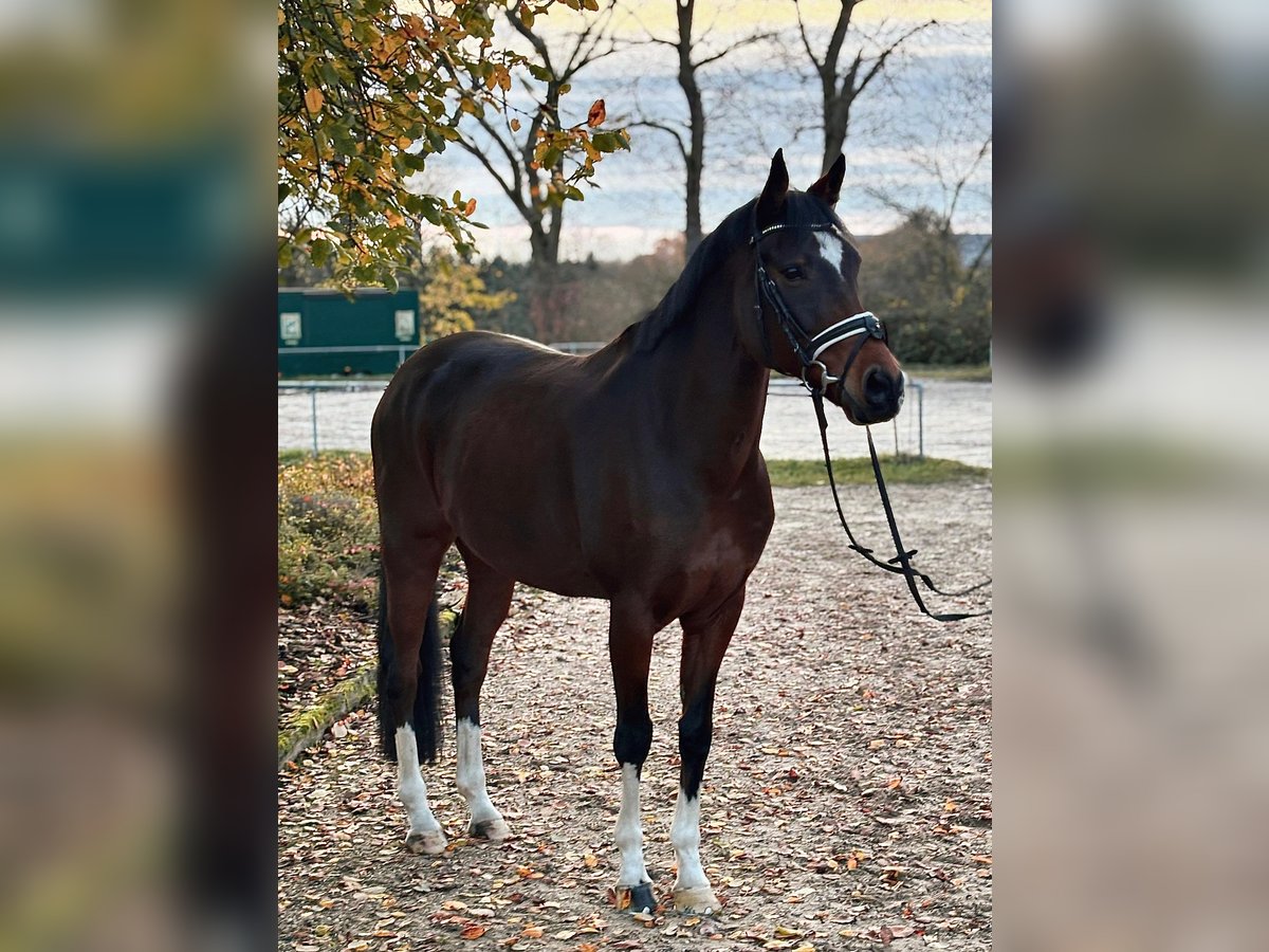 Poni alemán Caballo castrado 11 años 154 cm Castaño in Pirmasens