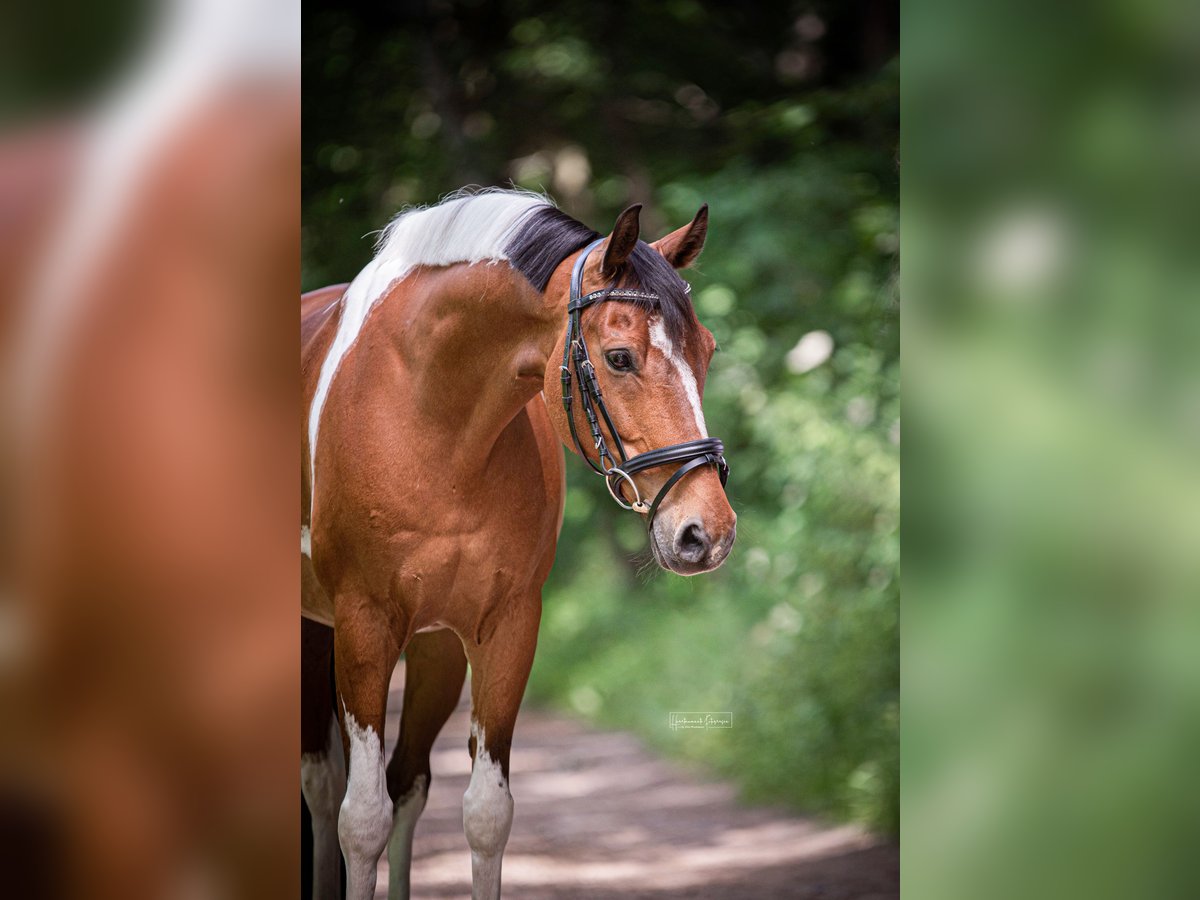Poni alemán Caballo castrado 12 años 146 cm Pío in Rosengarten