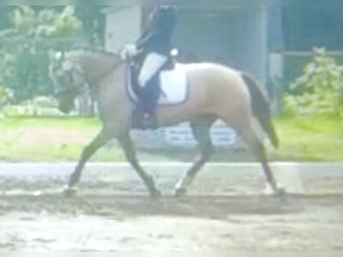 Poni alemán Caballo castrado 12 años 148 cm Bayo in Wathlingen