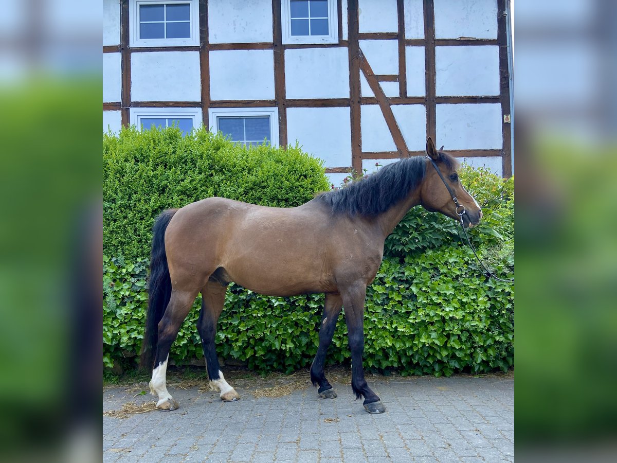 Poni alemán Caballo castrado 13 años 150 cm Castaño in Bad Driburg