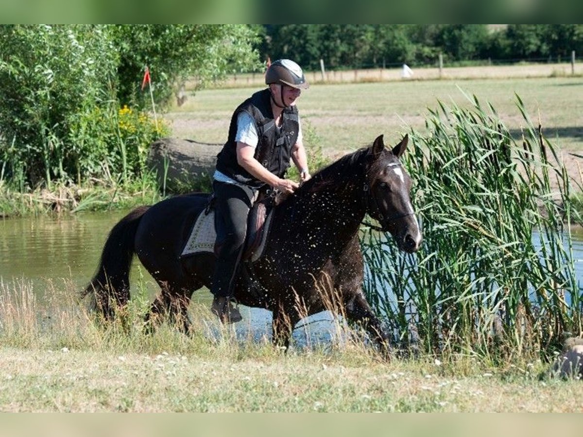 Poni alemán Mestizo Caballo castrado 13 años 152 cm Negro in Heide
