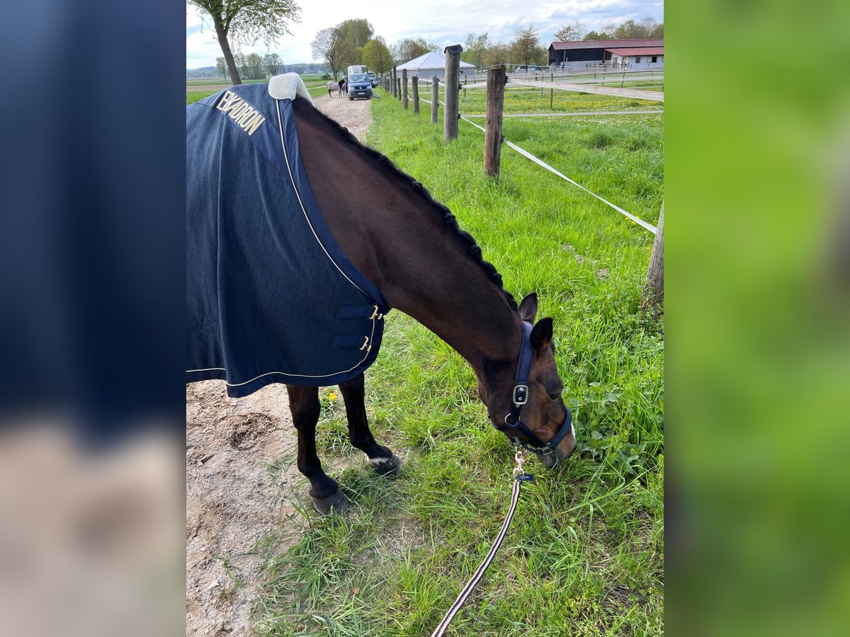 Poni alemán Caballo castrado 14 años 140 cm Castaño oscuro in Fürstenzell