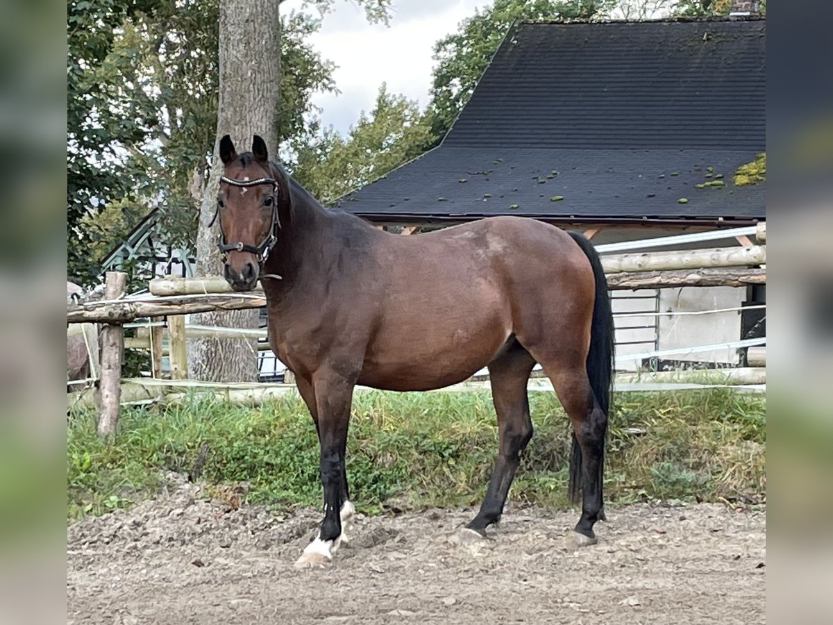 Poni alemán Mestizo Caballo castrado 14 años 144 cm Castaño in Schmallenberg