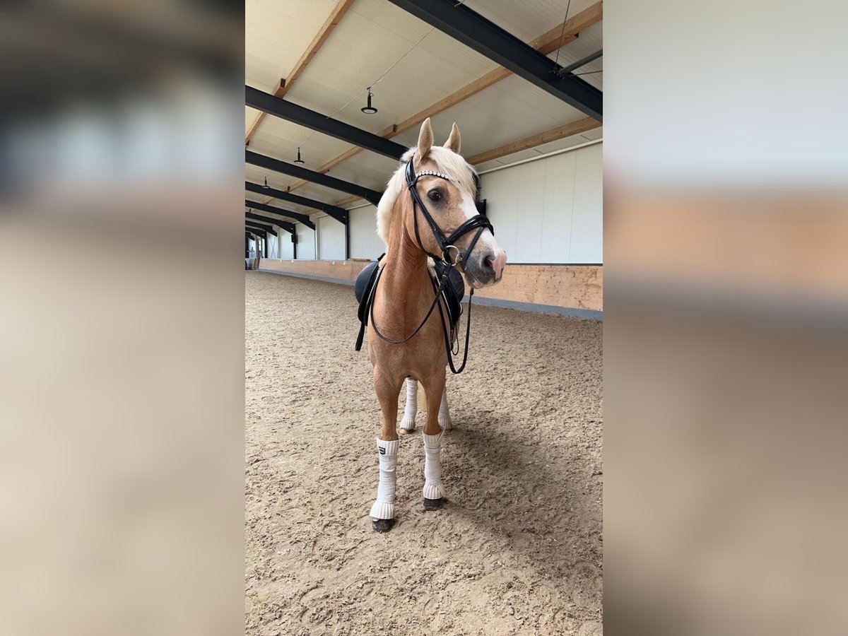 Poni alemán Caballo castrado 14 años 145 cm Palomino in Kandern