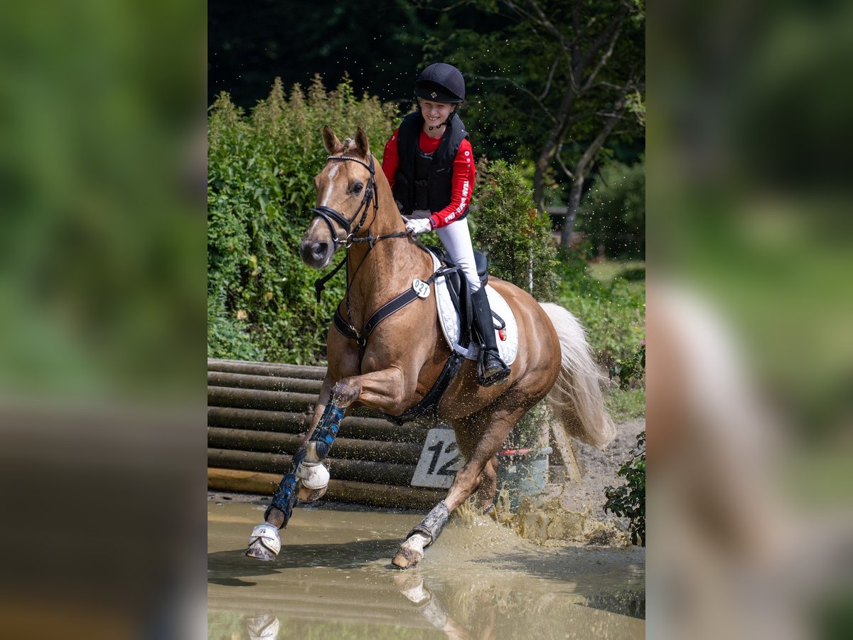 Poni alemán Caballo castrado 14 años Palomino in Ganderkesee